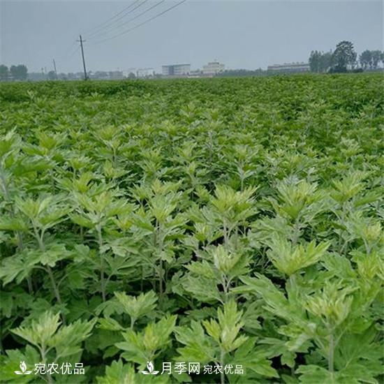 南陽(yáng)純正宛艾艾草艾根艾苗基地批發(fā)直銷(xiāo)(圖4)