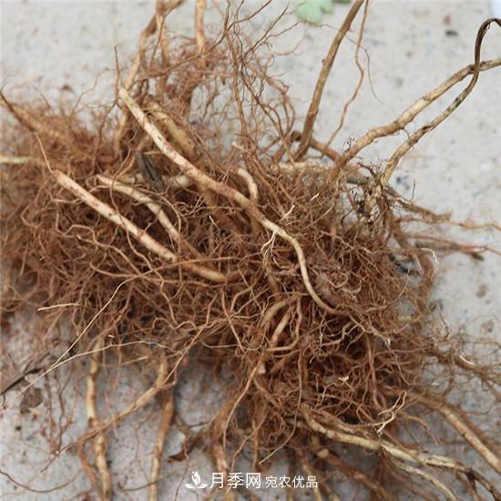南陽(yáng)純正宛艾艾草艾根艾苗基地批發(fā)直銷(xiāo)(圖2)