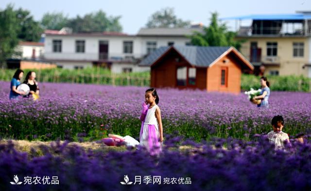 馬鞭草爭艷怒放 南陽(yáng)達士營(yíng)村美麗鄉村夢(mèng)幻家園(圖2)