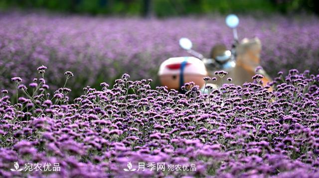 馬鞭草爭艷怒放 南陽(yáng)達士營(yíng)村美麗鄉村夢(mèng)幻家園(圖3)