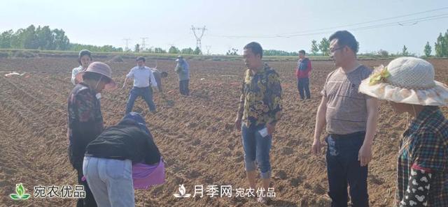 桐柏縣平氏鎮致富紅薯產(chǎn)業(yè)點(diǎn)燃扶貧之火(圖1)