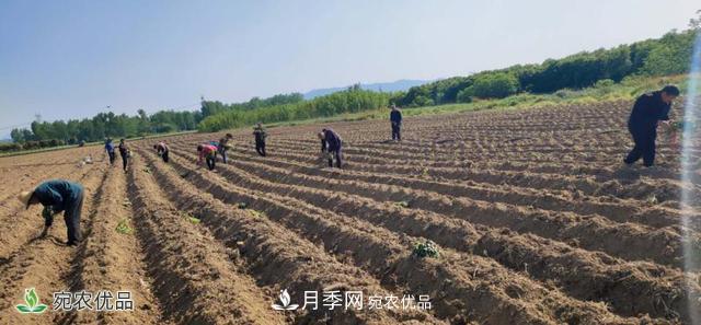 桐柏縣平氏鎮致富紅薯產(chǎn)業(yè)點(diǎn)燃扶貧之火(圖2)