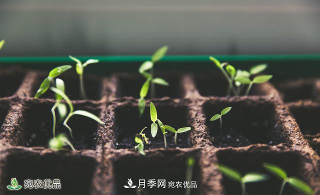 河南苗木人你可知實(shí)生苗和自根苗有什么區別？(圖1)