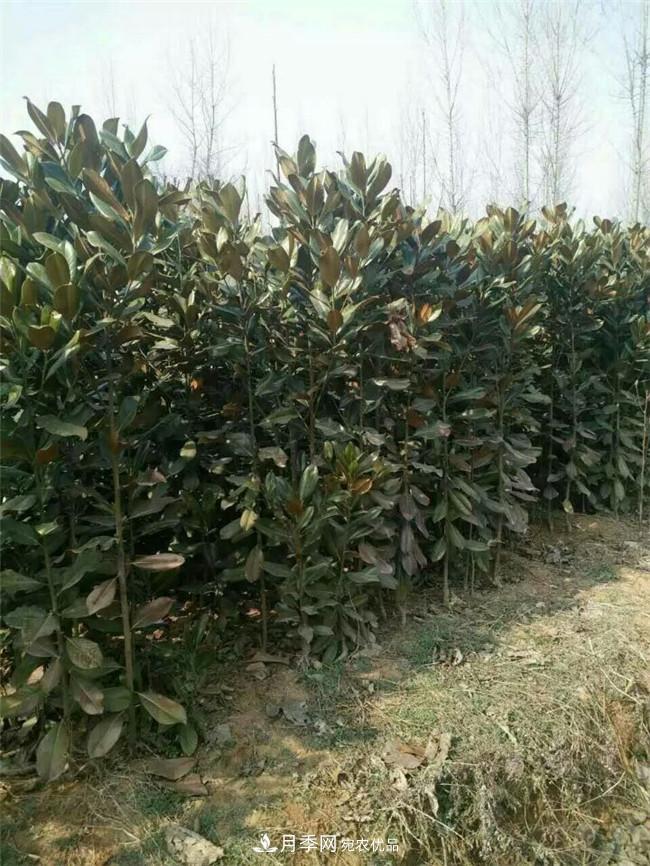 南陽(yáng)南召玉蘭基地，廣玉蘭苗木繁育技術(shù)分享(圖1)