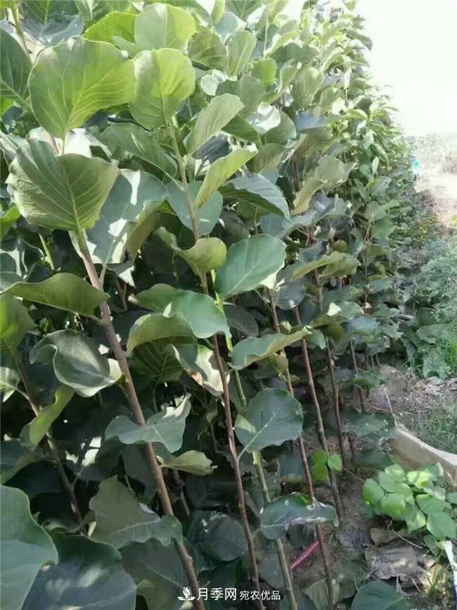 南陽(yáng)南召玉蘭基地，廣玉蘭苗木繁育技術(shù)分享(圖2)