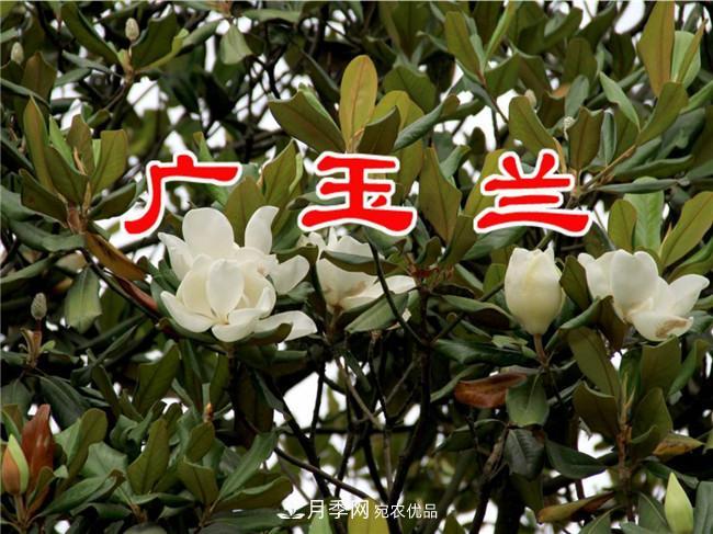 南陽(yáng)南召玉蘭基地，廣玉蘭苗木繁育技術(shù)分享(圖3)