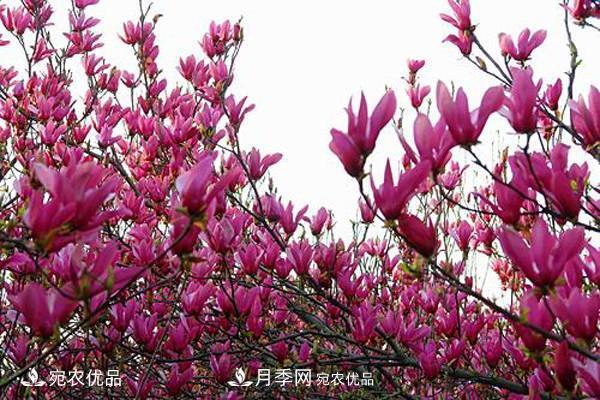 南陽(yáng)特產(chǎn)：南召辛夷(圖4)