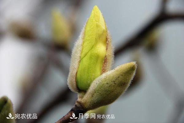 南陽(yáng)特產(chǎn)：南召辛夷(圖1)