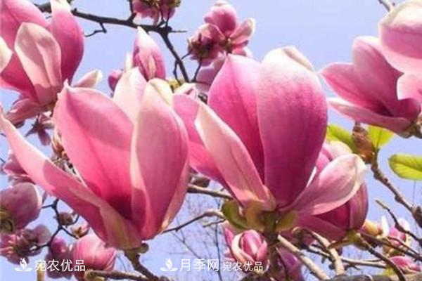南陽(yáng)特產(chǎn)：南召辛夷(圖2)