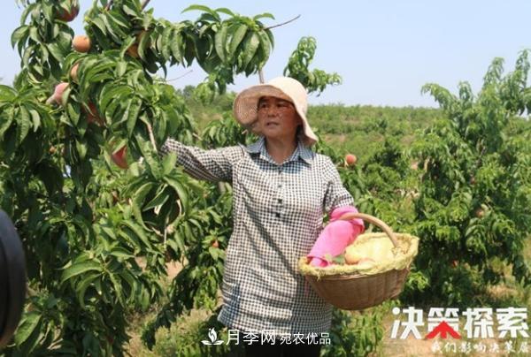 南陽(yáng)市南召縣南河店鎮 培育綠色農業(yè)產(chǎn)業(yè)共享生態(tài)紅利(圖1)