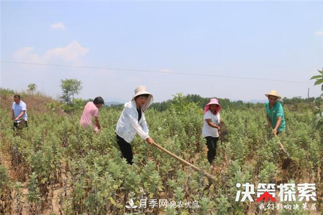 南陽(yáng)市南召縣南河店鎮 培育綠色農業(yè)產(chǎn)業(yè)共享生態(tài)紅利(圖5)