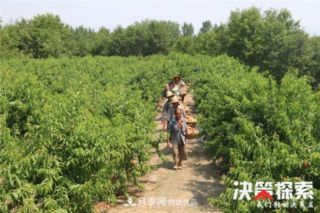 南陽(yáng)市南召縣南河店鎮 培育綠色農業(yè)產(chǎn)業(yè)共享生態(tài)紅利(圖3)
