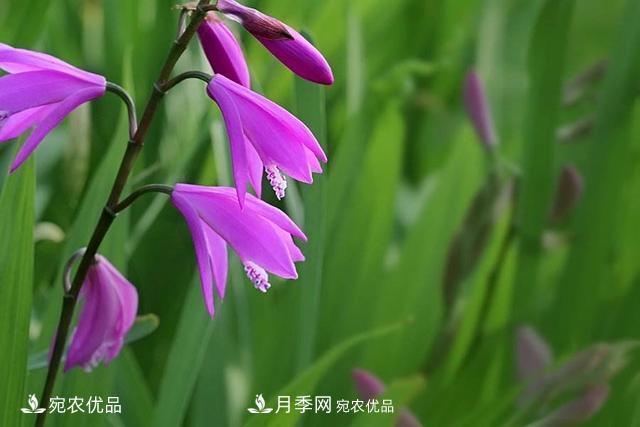 南陽(yáng)中藥材白芨的養殖技術(shù)方法(圖1)
