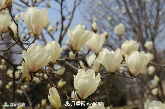 中國玉蘭之鄉，南陽(yáng)白玉蘭花開(kāi)潔白如玉(圖1)