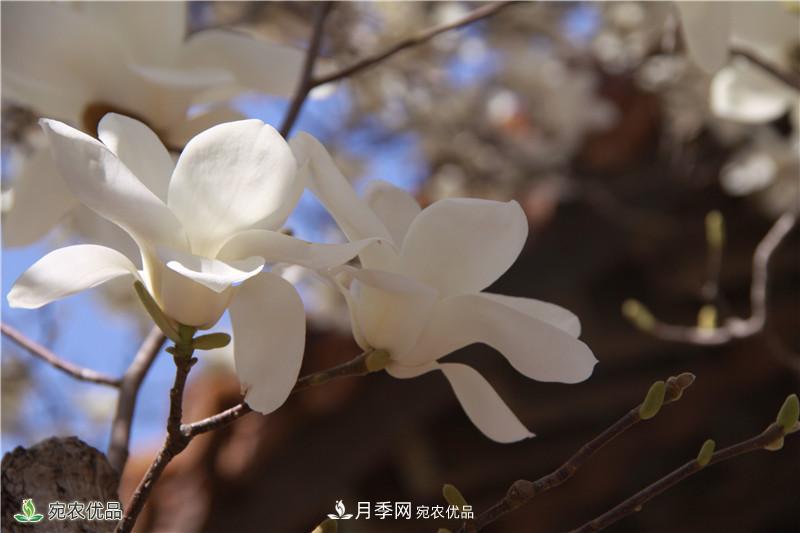 中國玉蘭之鄉，南陽(yáng)白玉蘭花開(kāi)潔白如玉(圖4)