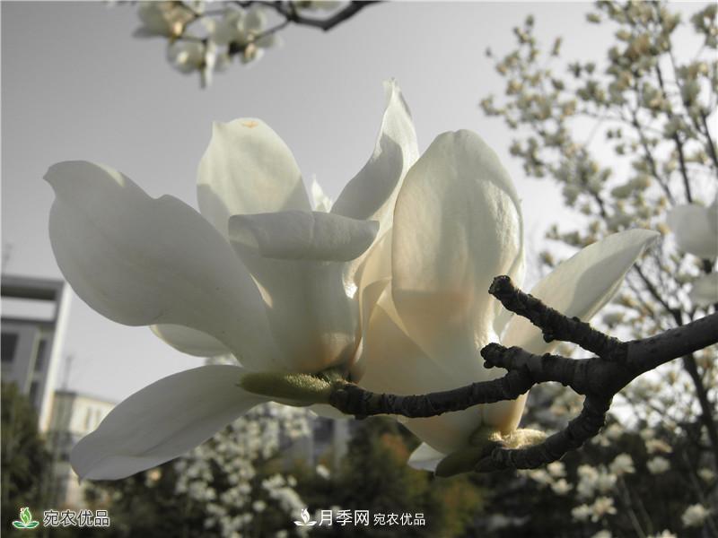 中國玉蘭之鄉，南陽(yáng)白玉蘭花開(kāi)潔白如玉(圖3)