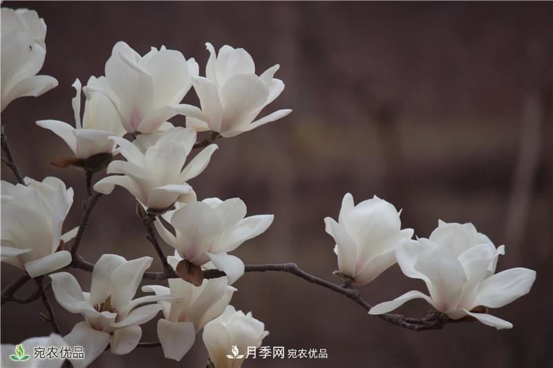 中國玉蘭之鄉，南陽(yáng)白玉蘭花開(kāi)潔白如玉(圖2)