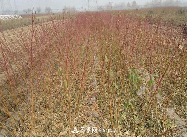 南陽(yáng)市臥龍區陸營(yíng)鎮桃樹(shù)苗種植合作社(圖1)