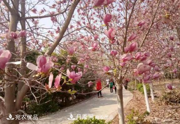 農村電商讓南召縣皇后鄉苗木種植走上致富高速路(圖1)