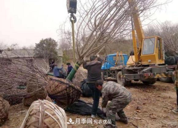 農村電商讓南召縣皇后鄉苗木種植走上致富高速路(圖2)