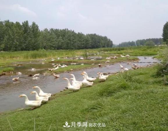 農村電商讓南召縣皇后鄉苗木種植走上致富高速路(圖3)
