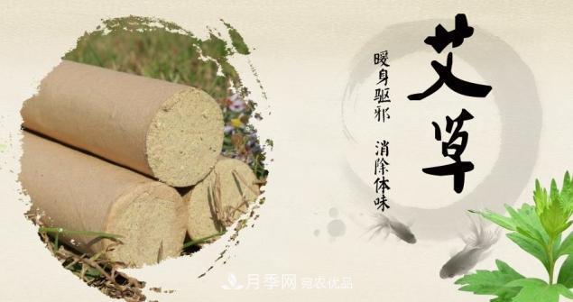 南陽(yáng)艾草如何掀動(dòng)億元藍海市場(chǎng)？艾草產(chǎn)業(yè)迎來(lái)新的春天(圖1)