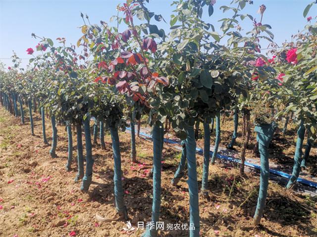 什么樣的南陽(yáng)苗木才能賣(mài)出高價(jià)！(圖1)