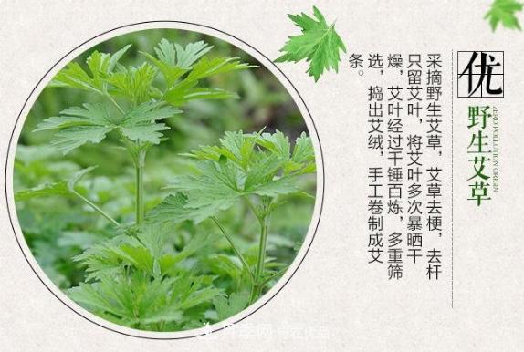 宛艾：越來(lái)越紅的南陽(yáng)艾草產(chǎn)業(yè)品牌(圖1)