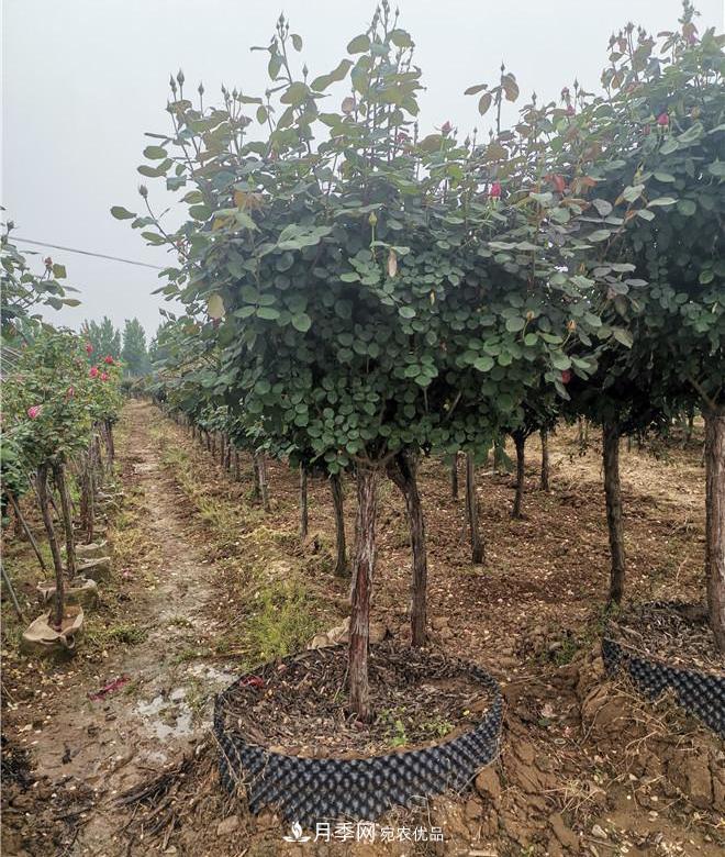 南陽(yáng)精品苗木的標準怎么定？這三個(gè)硬指標一定要知道(圖2)