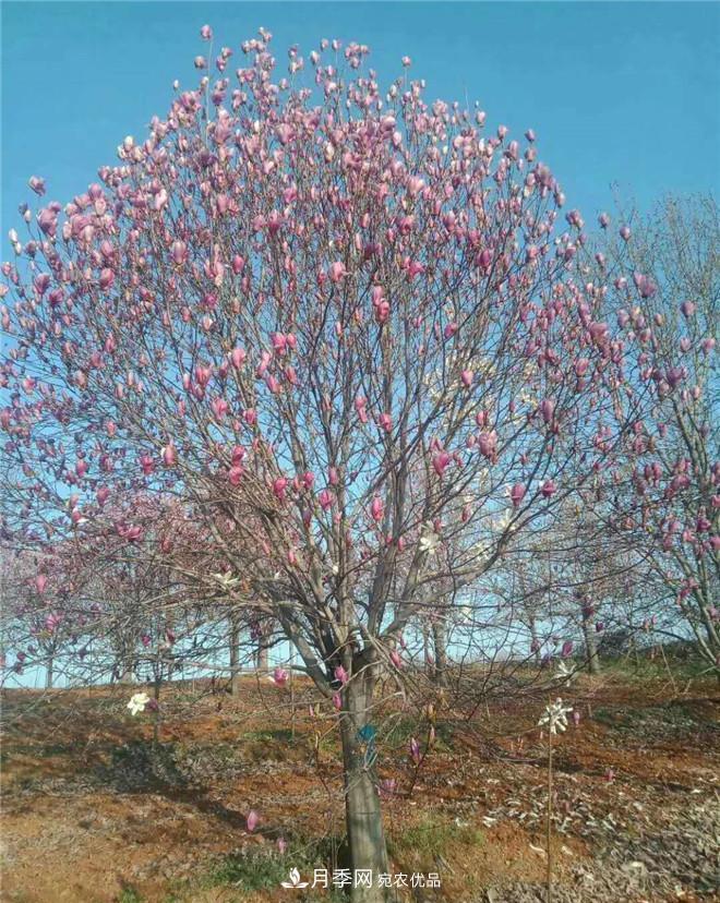 南陽(yáng)精品苗木的標準怎么定？這三個(gè)硬指標一定要知道(圖3)