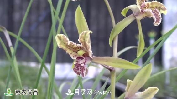 桐柏縣大河鎮小蘭草花木變身脫貧致富“金草”(圖2)