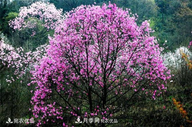 中國辛夷之鄉，帶你看看什么是南陽(yáng)南召辛夷花(圖2)