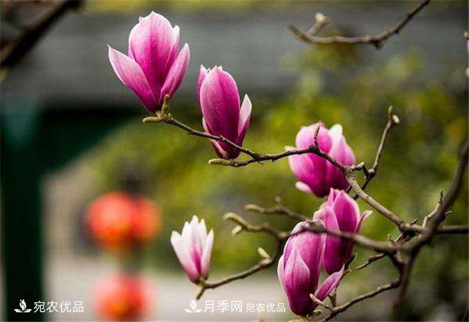 中國辛夷之鄉，帶你看看什么是南陽(yáng)南召辛夷花(圖3)
