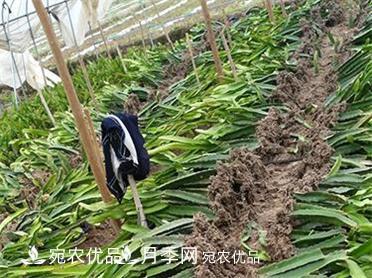 河南南陽(yáng)紅心火龍果苗批發(fā)(圖2)