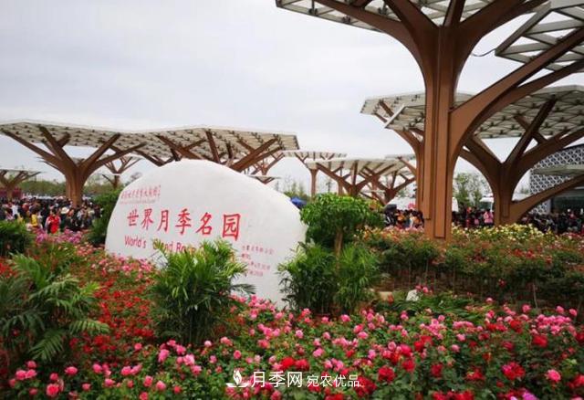 南陽(yáng)月季大觀(guān)園，單靠月季你引不起“全村人”的興趣！(圖1)