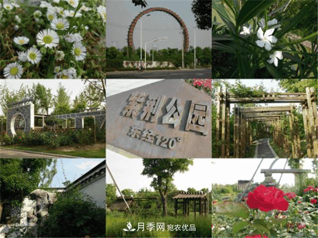 常州月季文化(圖3)