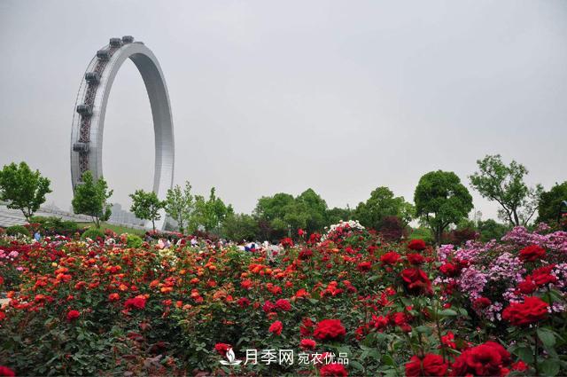 常州月季文化(圖1)