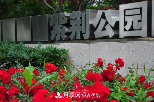 常州紫荊公園走紅，被稱(chēng)世界月季名園，免門(mén)票創(chuàng  )記錄(圖1)