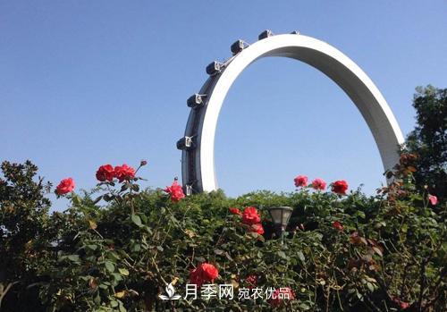 常州紫荊公園走紅，被稱(chēng)世界月季名園，免門(mén)票創(chuàng  )記錄(圖2)