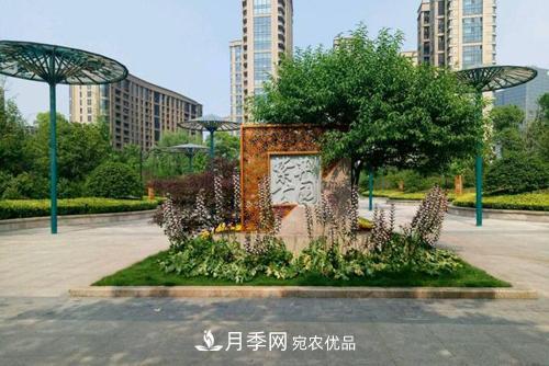 常州紫荊公園走紅，被稱(chēng)世界月季名園，免門(mén)票創(chuàng  )記錄(圖3)