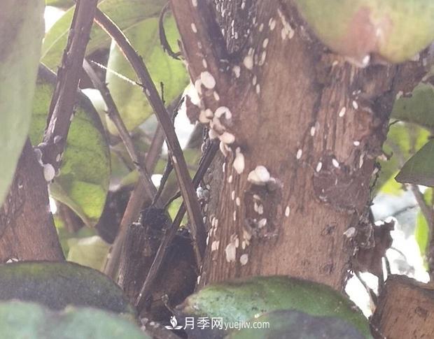 紫薇葉片蒙上一層“煤油”？罪魁禍首是它(圖1)