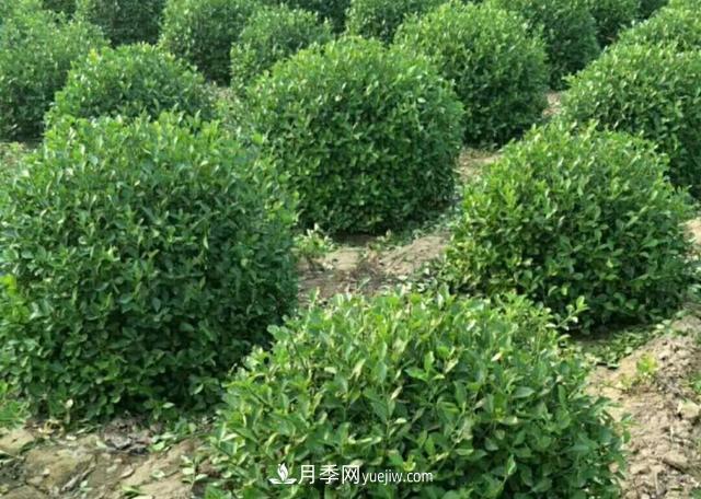 2020年苗木行業(yè)開(kāi)啟價(jià)格白刃戰，誰(shuí)主沉??？(圖1)