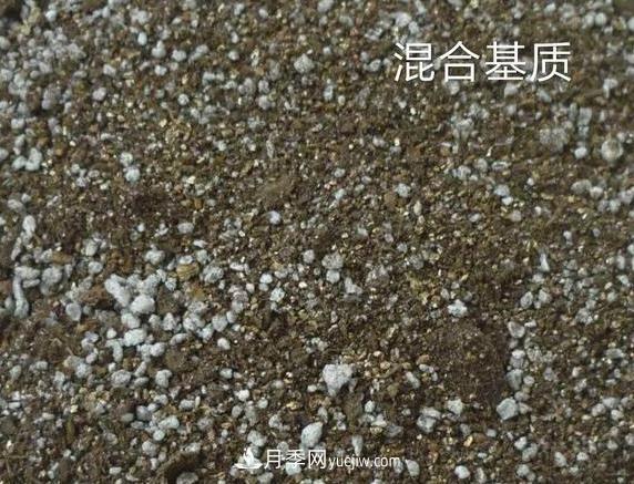 月季剪個(gè)枝，插到土里能生根嗎？(圖2)