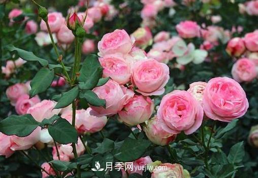 月季剪枝插土生根，扦插條件和辦法詳解(圖1)