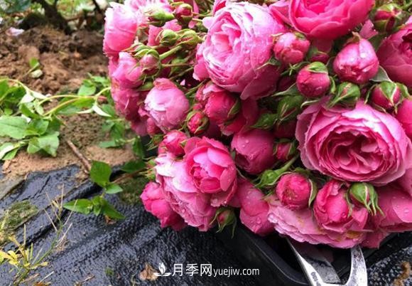 月季用什么土長(cháng)的更好？很簡(jiǎn)單(圖1)