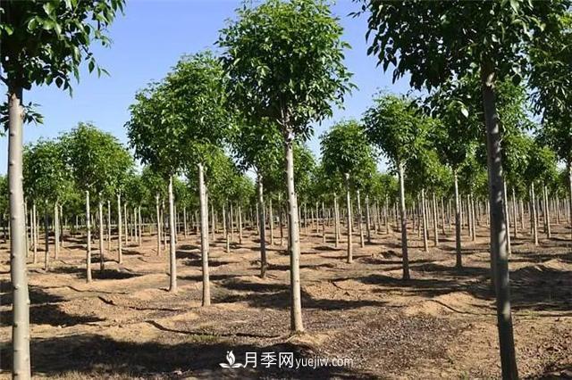 2022年前后會(huì )有一波苗木高峰行情？這個(gè)說(shuō)法靠譜嗎？(圖1)