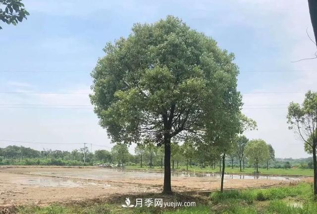 2022年前后會(huì )有一波苗木高峰行情？這個(gè)說(shuō)法靠譜嗎？(圖2)