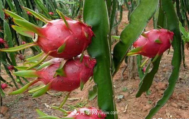 南陽(yáng)火龍果苗種植方法簡(jiǎn)單易成活，記住五點(diǎn)產(chǎn)量高(圖2)