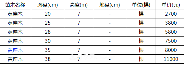 高度7米的黃連木能賣(mài)13000元/株？老苗木人道出了價(jià)格實(shí)情(圖2)