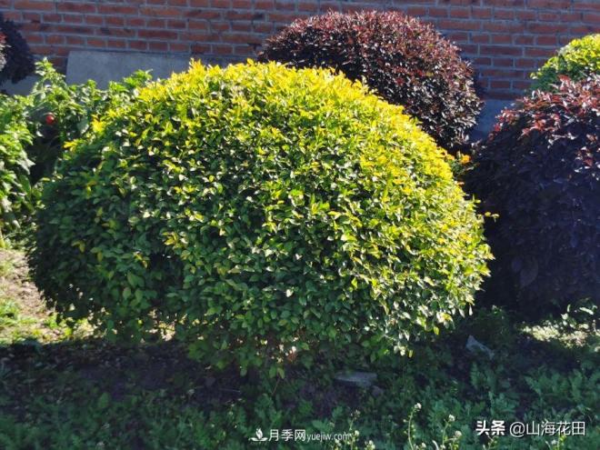一個(gè)紅色一個(gè)金黃色在綠化景觀(guān)工程中的極品品種(圖1)
